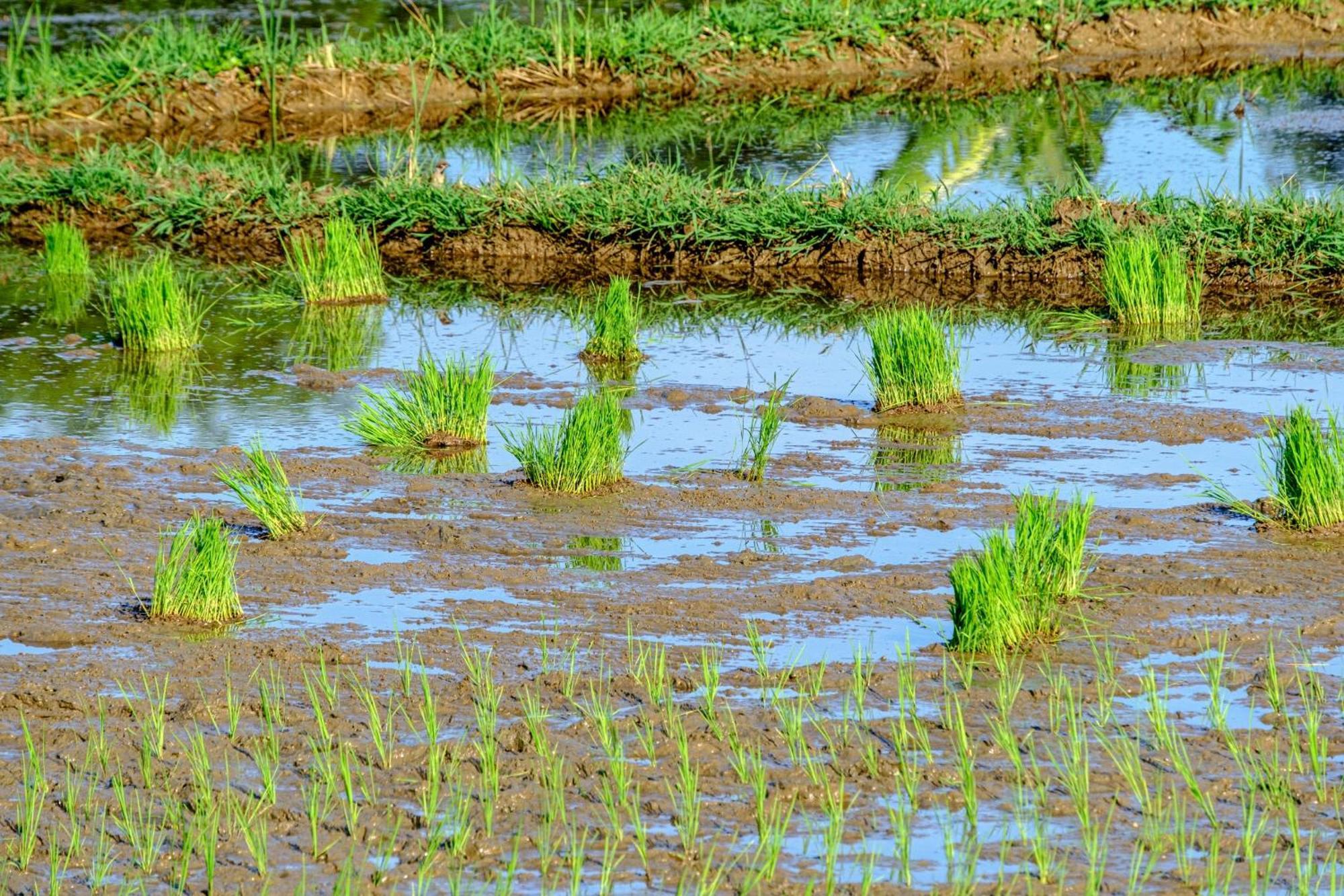 Nha Tan - Mai Chau Homestay And Tours Buitenkant foto